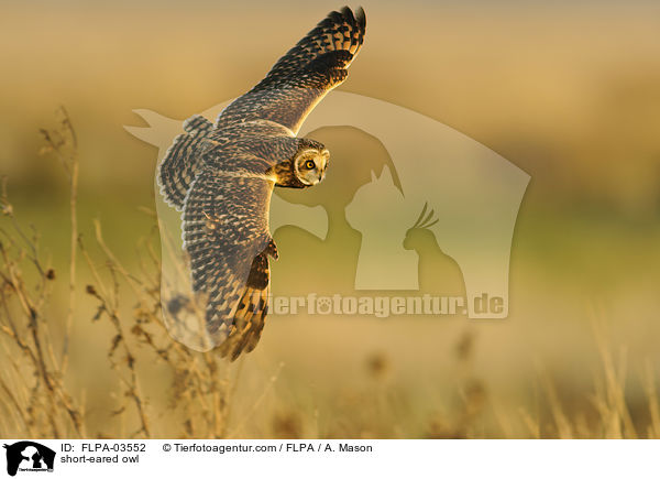 Sumpfohreule / short-eared owl / FLPA-03552