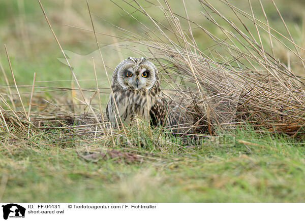 Sumpfohreule / short-eared owl / FF-04431