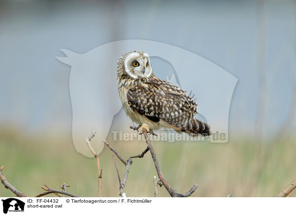 Sumpfohreule / short-eared owl / FF-04432