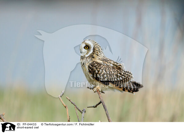 Sumpfohreule / short-eared owl / FF-04433