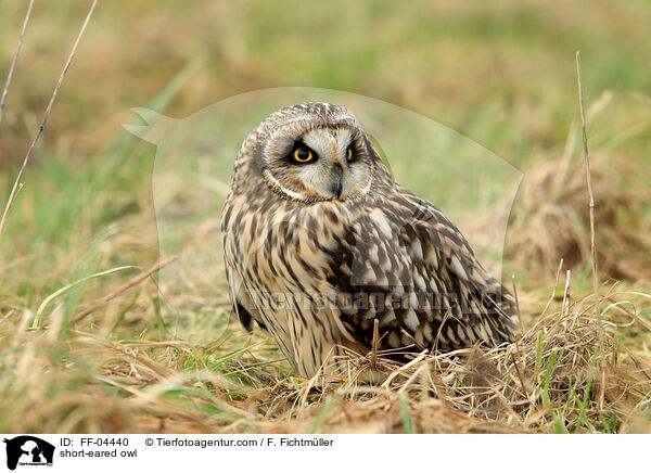 Sumpfohreule / short-eared owl / FF-04440