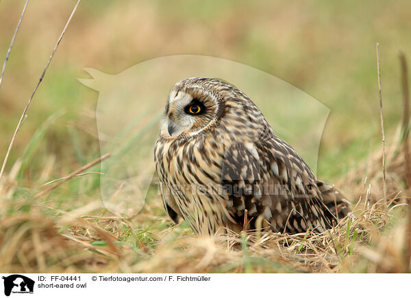 Sumpfohreule / short-eared owl / FF-04441