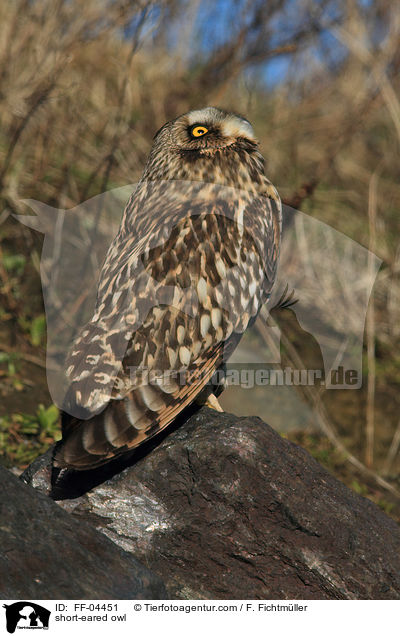 Sumpfohreule / short-eared owl / FF-04451