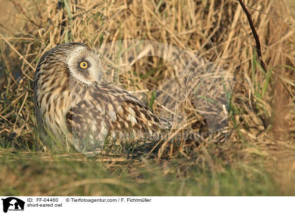 Sumpfohreule / short-eared owl / FF-04460