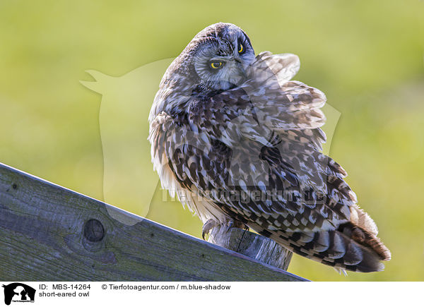 Sumpfohreule / short-eared owl / MBS-14264