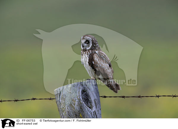 Sumpfohreule / short-eared owl / FF-06753