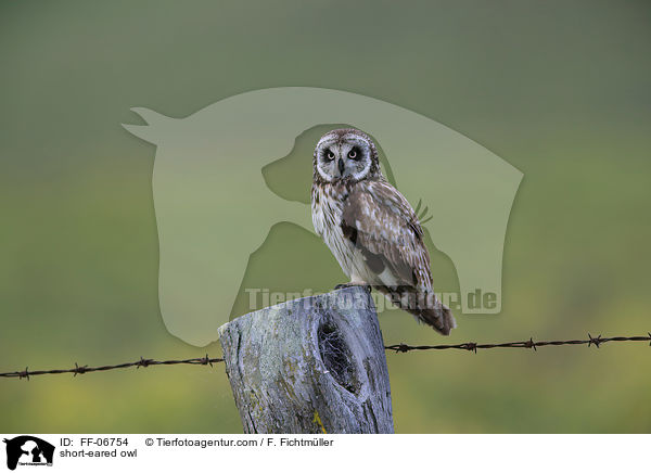 Sumpfohreule / short-eared owl / FF-06754
