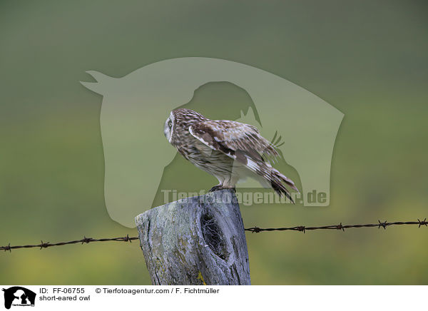 Sumpfohreule / short-eared owl / FF-06755
