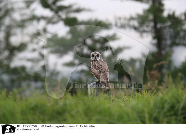 Sumpfohreule / short-eared owl / FF-06756