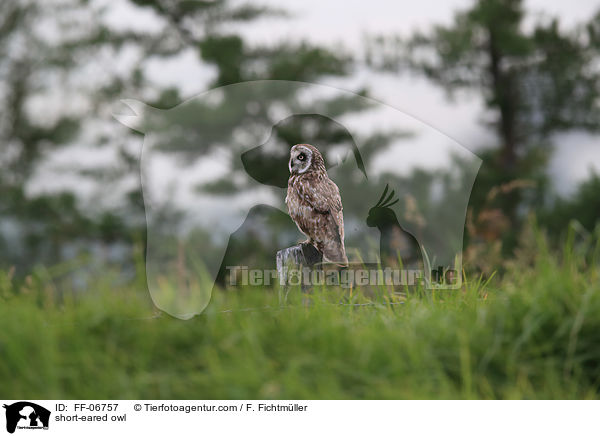 Sumpfohreule / short-eared owl / FF-06757