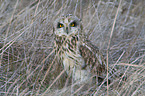 short-eared owl