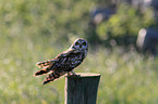 short-eared owl