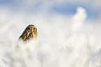 short-eared owl