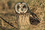 short-eared owl