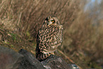 short-eared owl