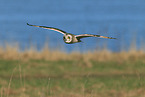 short-eared owl