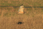 short-eared owl