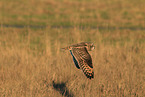 short-eared owl