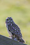 short-eared owl