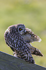 short-eared owl