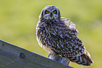 short-eared owl