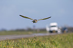 short-eared owl