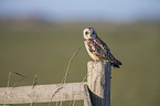 short-eared owl