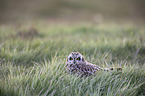 short-eared owl