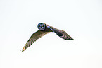 short-eared owl