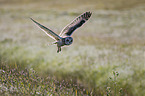 short-eared owl