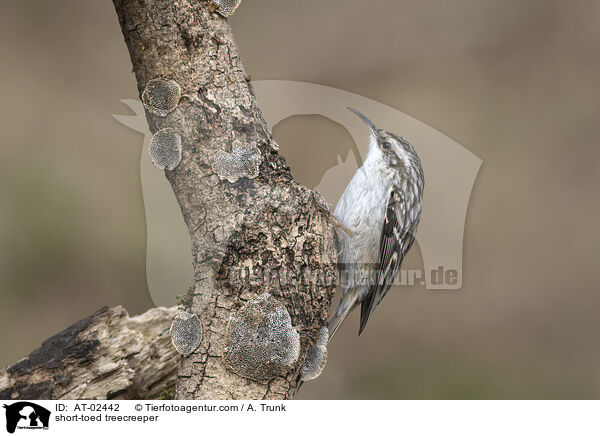 short-toed treecreeper / AT-02442