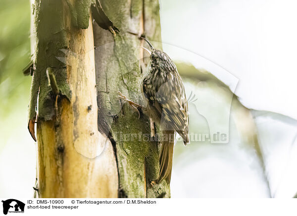 short-toed treecreeper / DMS-10900