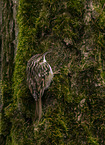 short-toed treecreeper