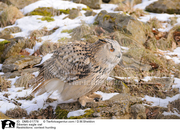 Sibirischer Uhu / Siberian eagle owl / DMS-01778