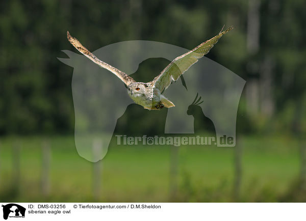 siberian eagle owl / DMS-03256