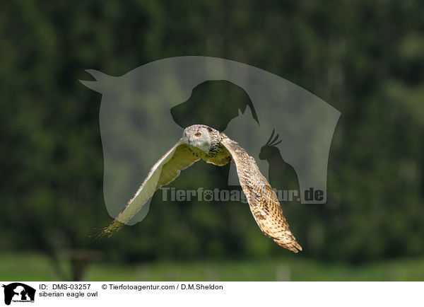 siberian eagle owl / DMS-03257