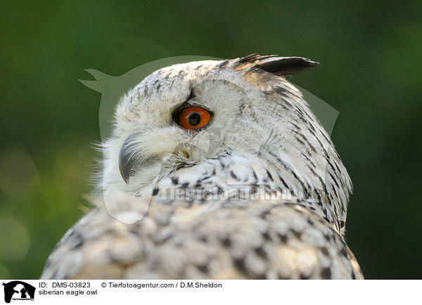 Sibirischer Uhu / siberian eagle owl / DMS-03823
