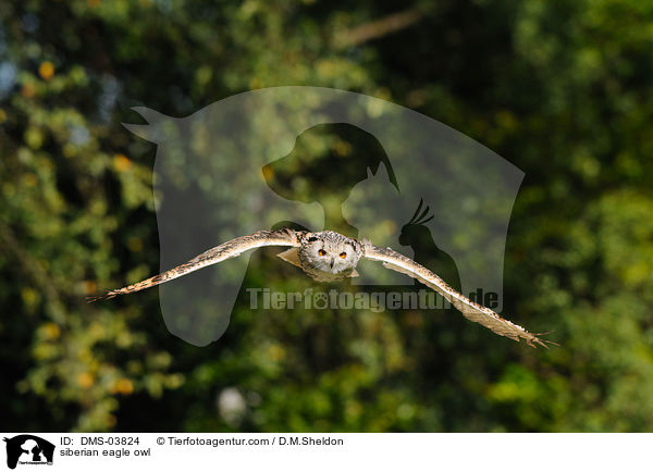 Sibirischer Uhu / siberian eagle owl / DMS-03824