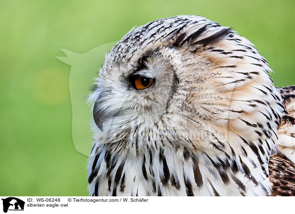 Sibirischer Uhu / siberian eagle owl / WS-06248