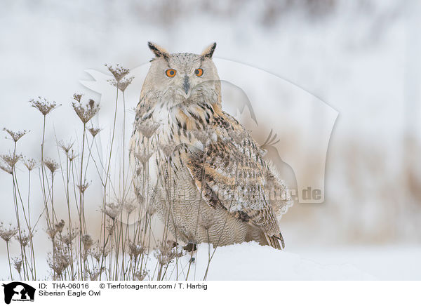 Siberian Eagle Owl / THA-06016