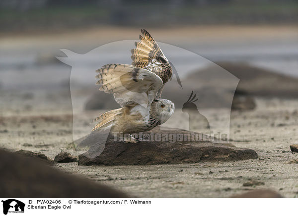 Sibirischer Uhu / Siberian Eagle Owl / PW-02406