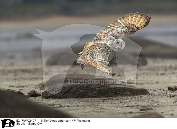 Sibirischer Uhu / Siberian Eagle Owl / PW-02407
