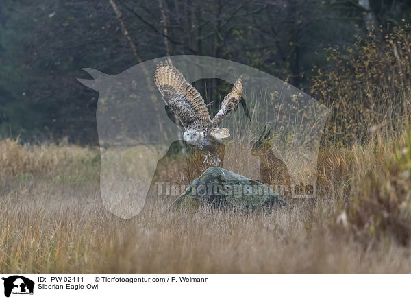 Siberian Eagle Owl / PW-02411