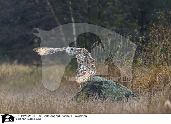 Siberian Eagle Owl / PW-02421