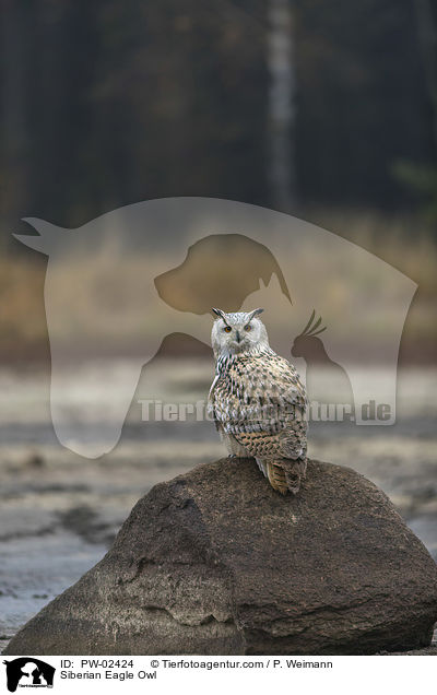 Sibirischer Uhu / Siberian Eagle Owl / PW-02424