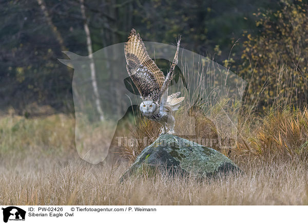 Siberian Eagle Owl / PW-02426