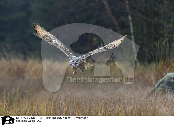 Siberian Eagle Owl / PW-02429