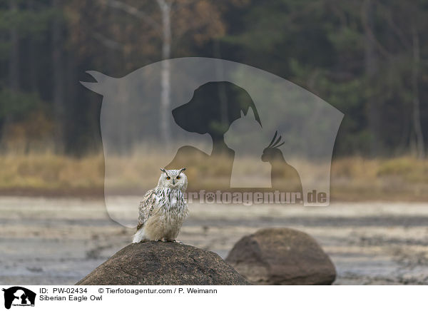 Sibirischer Uhu / Siberian Eagle Owl / PW-02434