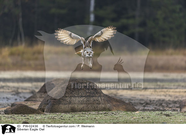 Siberian Eagle Owl / PW-02436