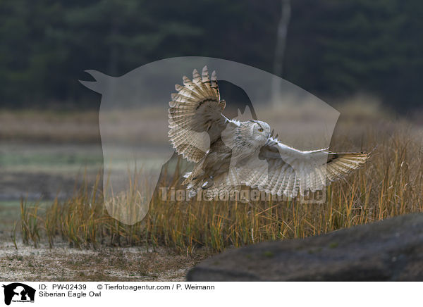 Siberian Eagle Owl / PW-02439